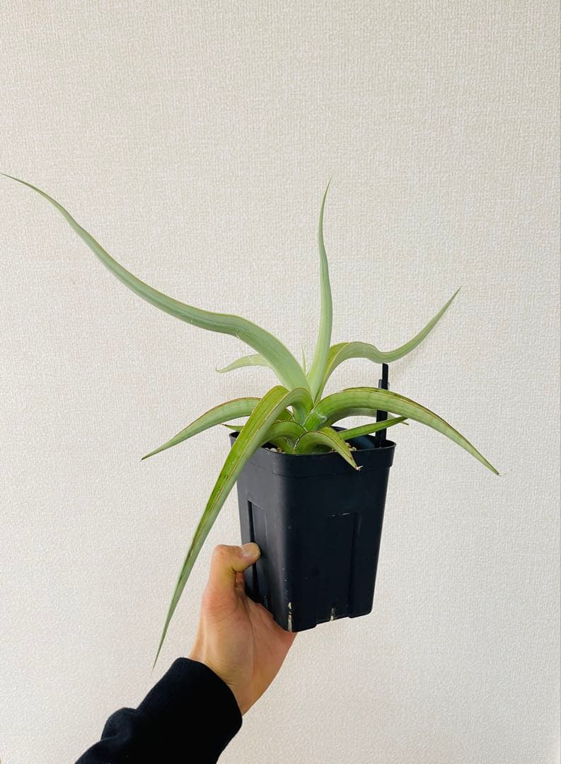 EMP サンセベリア lady may レディメイ/ SA416