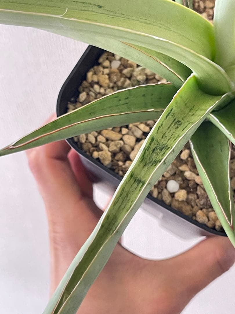 EMP サンセベリア lady may レディメイ/ SA416