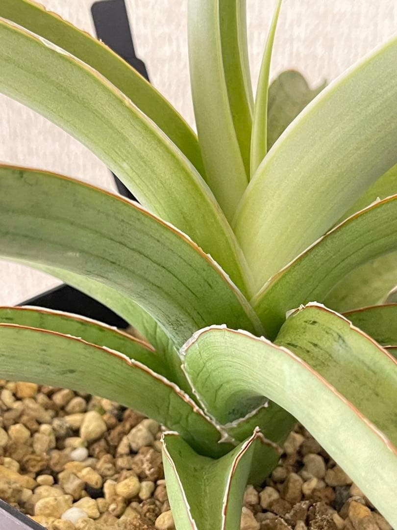 EMP サンセベリア lady may レディメイ/ SA416