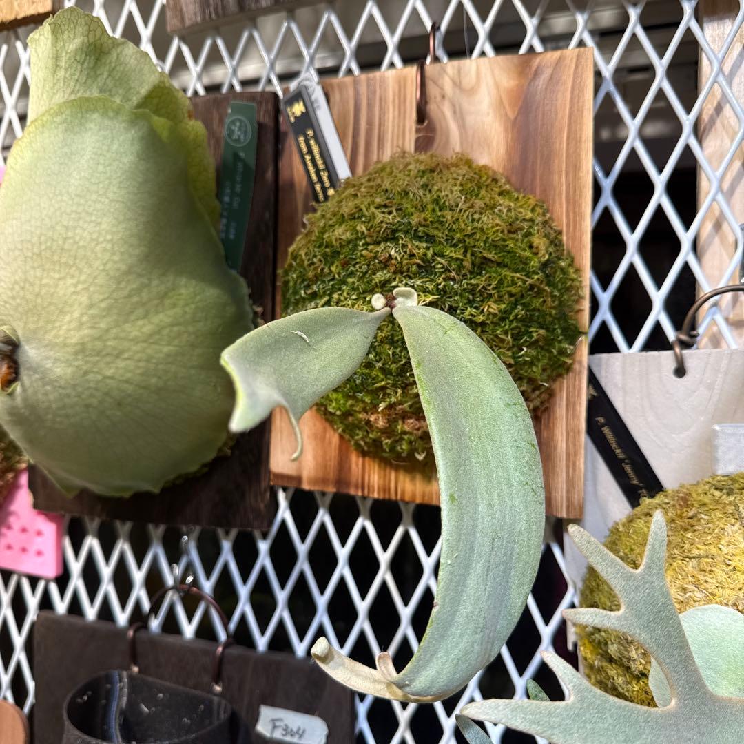 ビカクシダ p.willinckii Zero pup