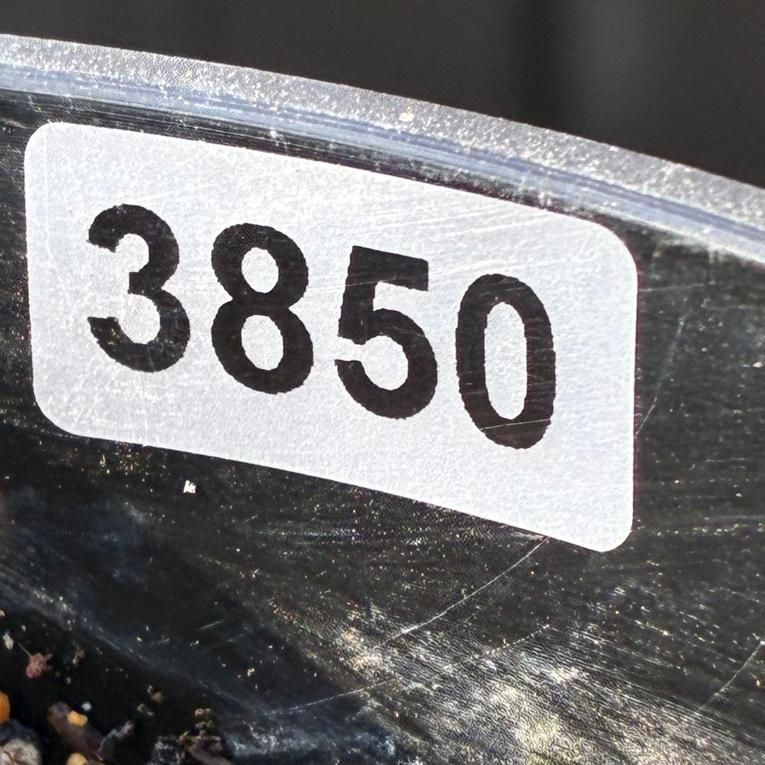 3850⭐️ツートンカラー⭐️小中輪⭐️オーレア⭐️ぼかし⭐️グラデーション⭐️広瀬園芸⭐️