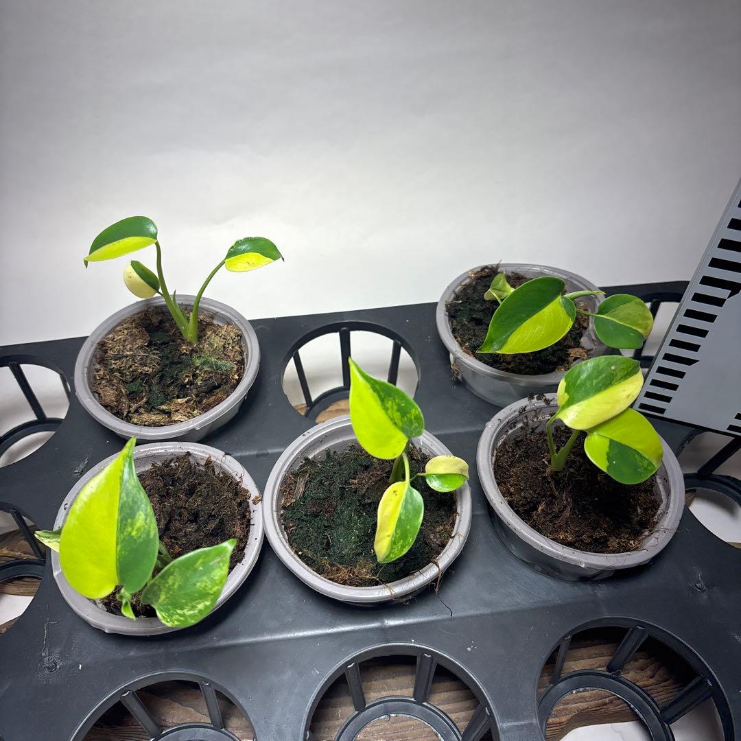 モ*～様 5株セットms63【特別選抜】モンステラ　イエローマリリン　モンステラ