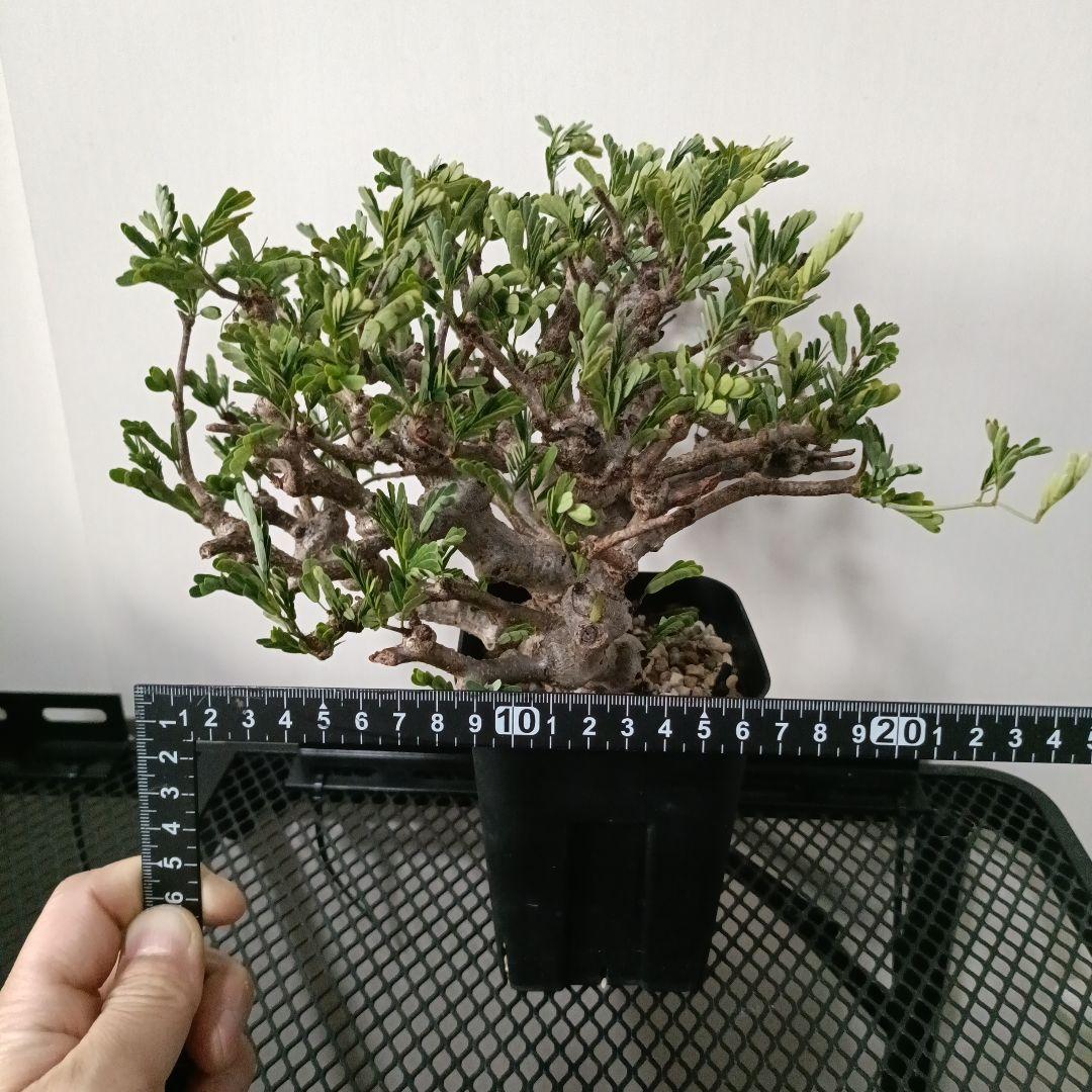 センナ　メリディオナリス　特大　極太 発根済　④