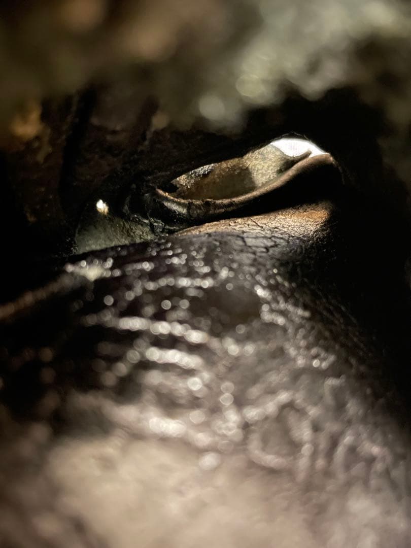 プロステイタス　キャッチャーミット　野球 硬式グローブ 一般用　大人　右投げ