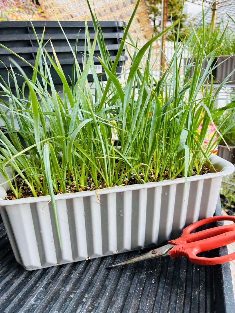 ユッカ　ロストラータ　　約80苗　鉢のまま発送