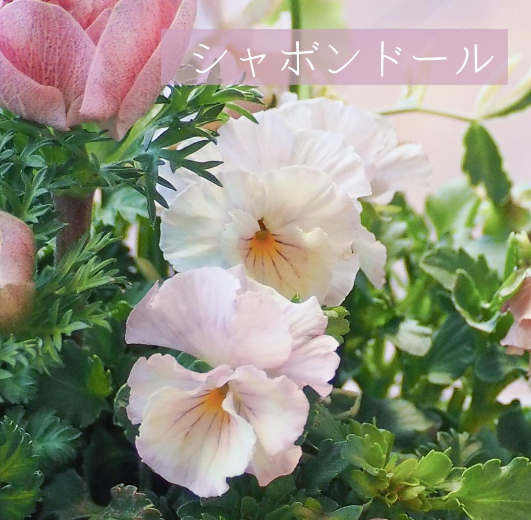 【お値下】ヒヤシンス咲く天使のお庭