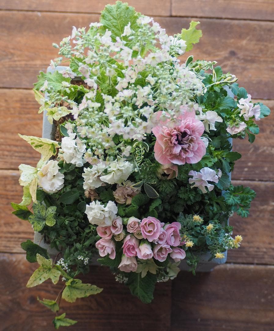 【お値下】ヒヤシンス咲く天使のお庭