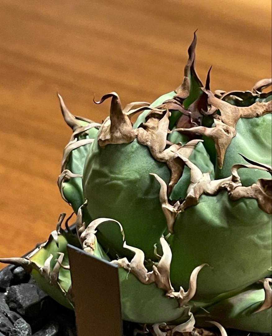 アガベ チタノタ \"シーザー\" 【極上コレクション株・台湾最高峰株】（OC）中株