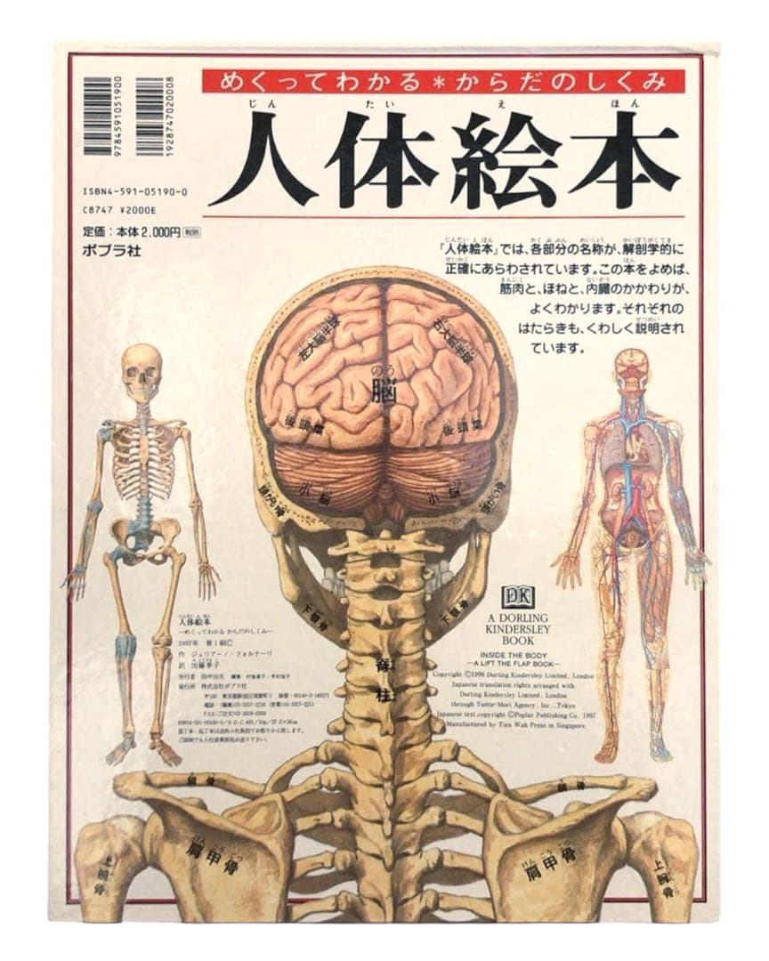 人体絵本 めくってわかる・からだのしくみ ジュリア-ノ・フォルナ-リ /棚A