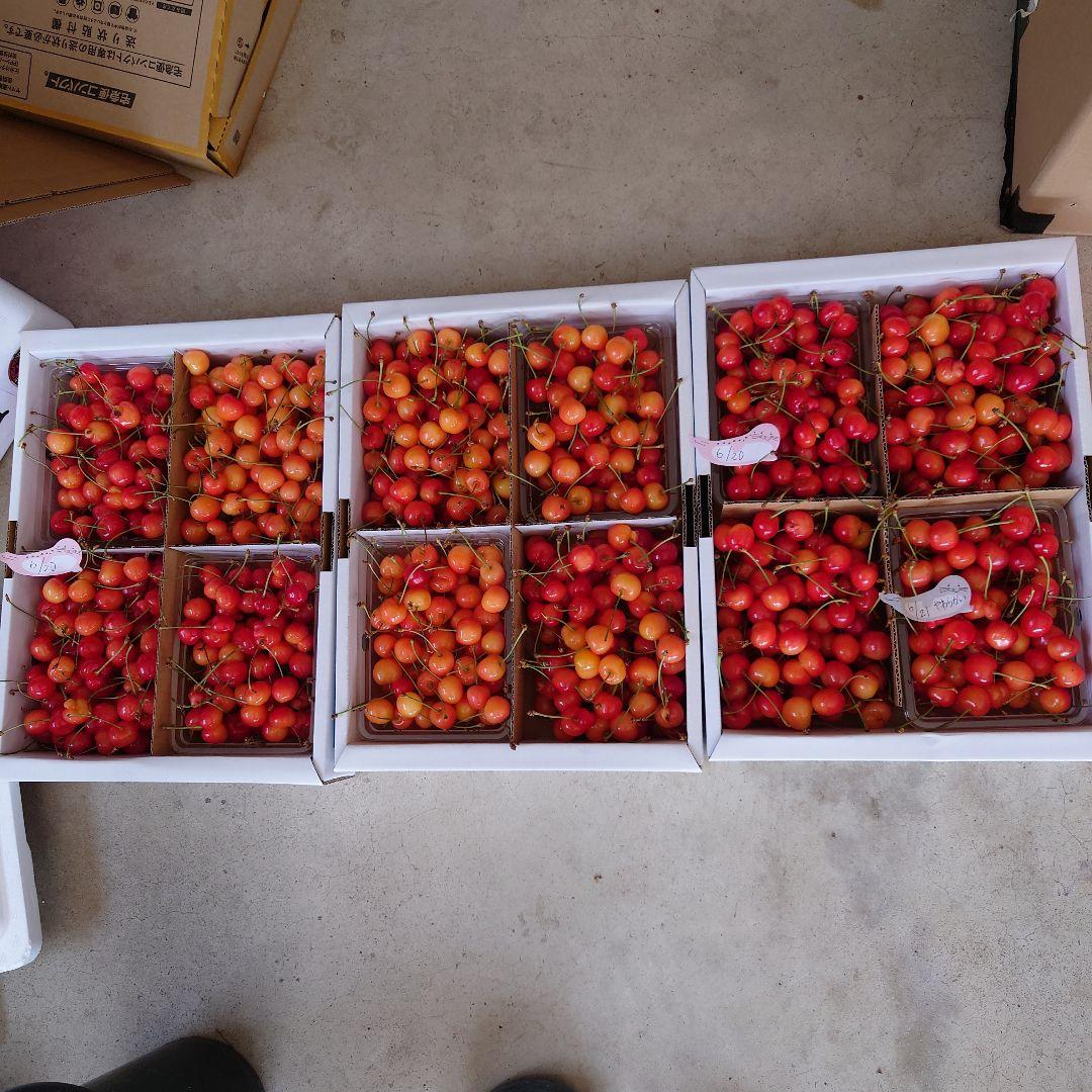 山形産*佐藤錦加工用