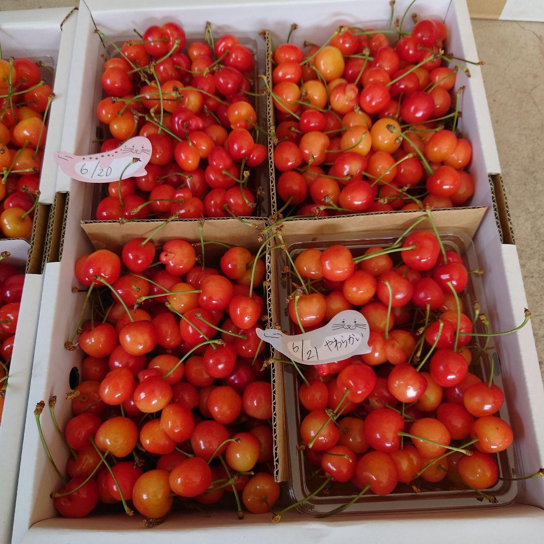 山形産*佐藤錦加工用