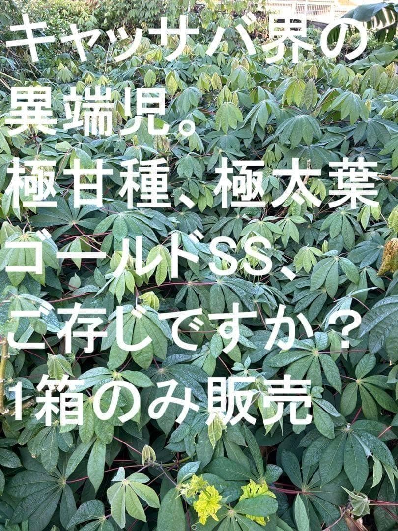 官能的な旨味と甘味。超高級★キャッサバ・ゴールドSS★挿し木枝。60サイズ箱満杯