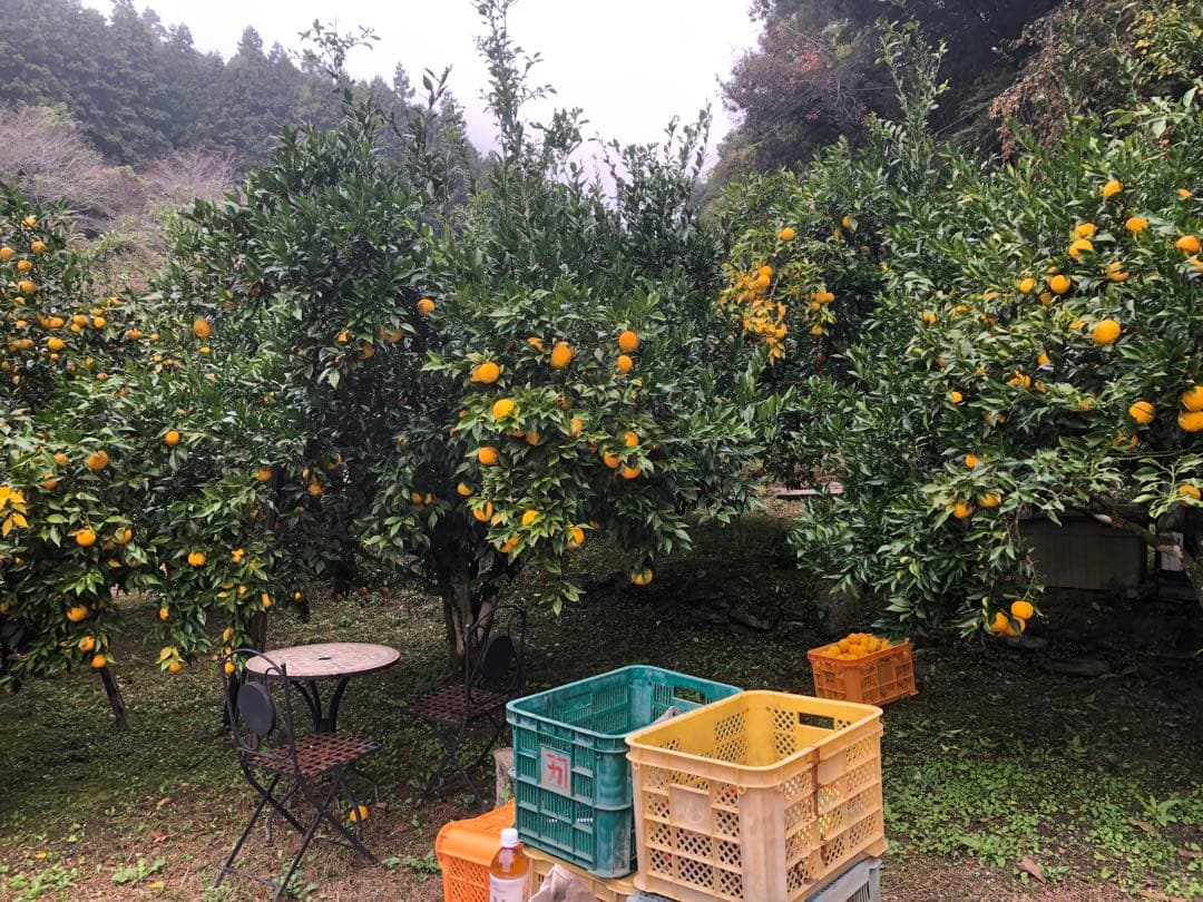 柚子酢　ゆず100%果汁 720ml 6本