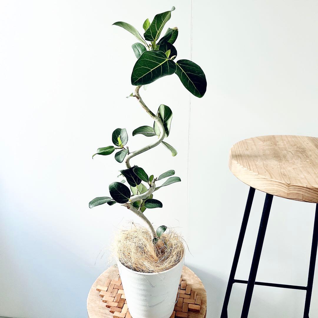 フィカス ベンガレンシス 曲がり仕立て 5号鉢 観葉植物｜calm cafe52