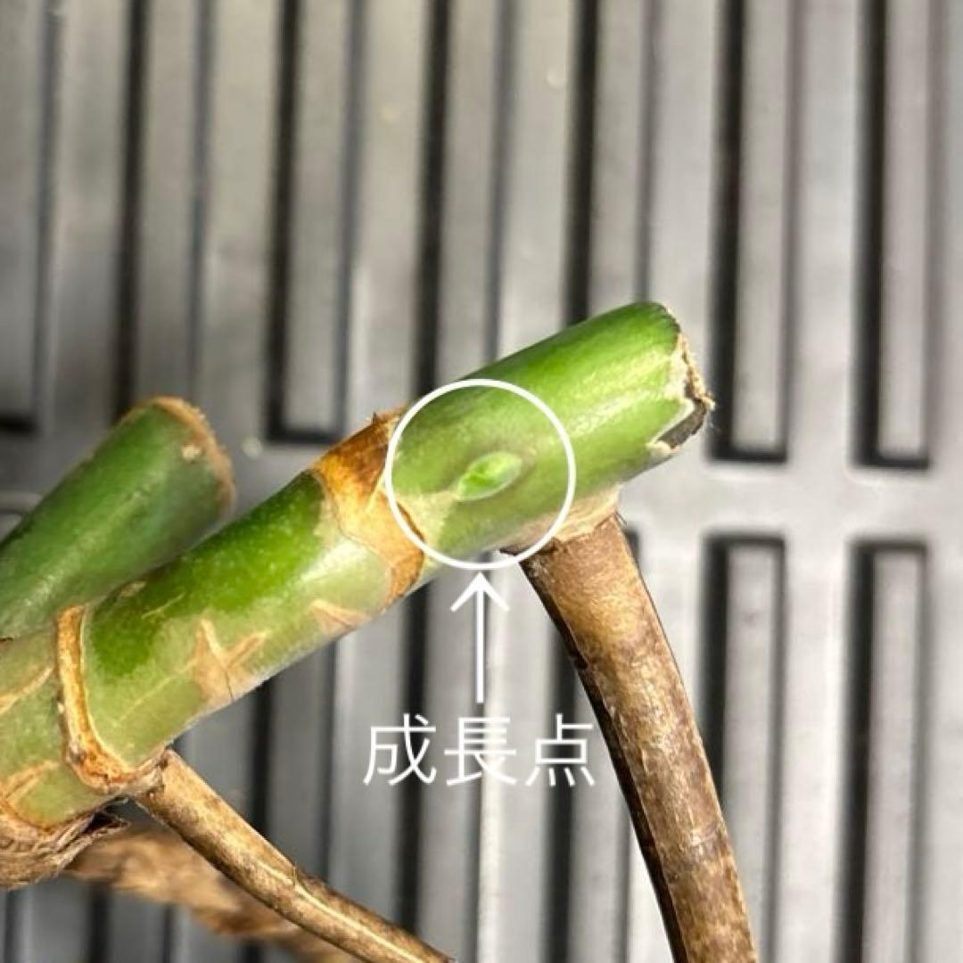 多節❗️気根超長4本❗️ モンステラ　セブブルーミント　ミドルカットc 斑入り