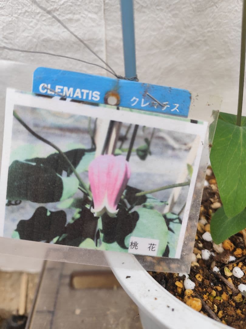 クレマチス　桃花②　ヴィオルナ系　強剪定　可愛い❤️希少✨️　送料無料