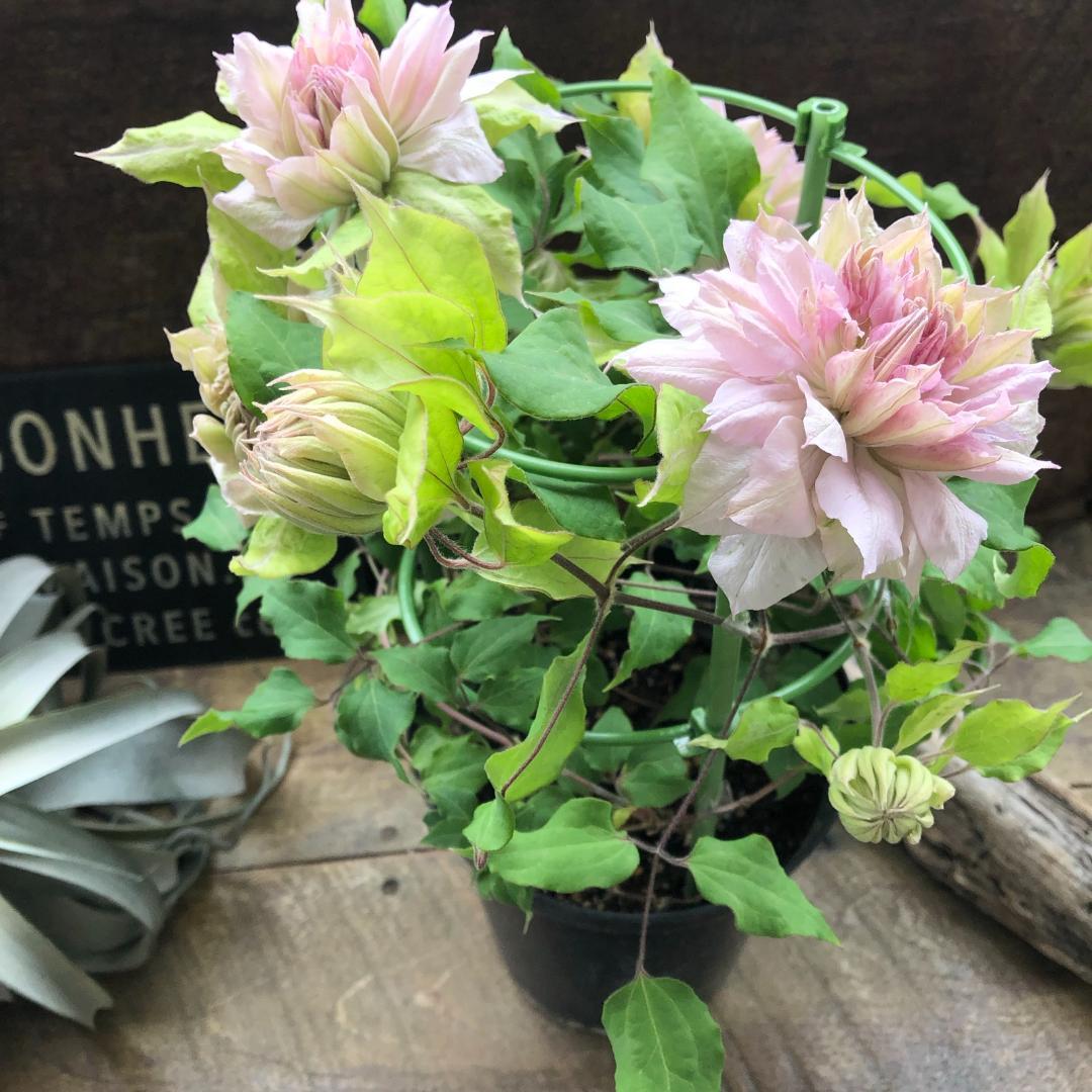 ★ポットごと♡はるかすみ♡八重咲き♡クレマチス♡アンティークピンク