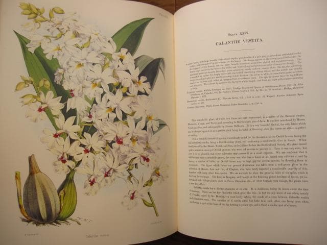 Select Orchidaceous Plants　Robert Warner