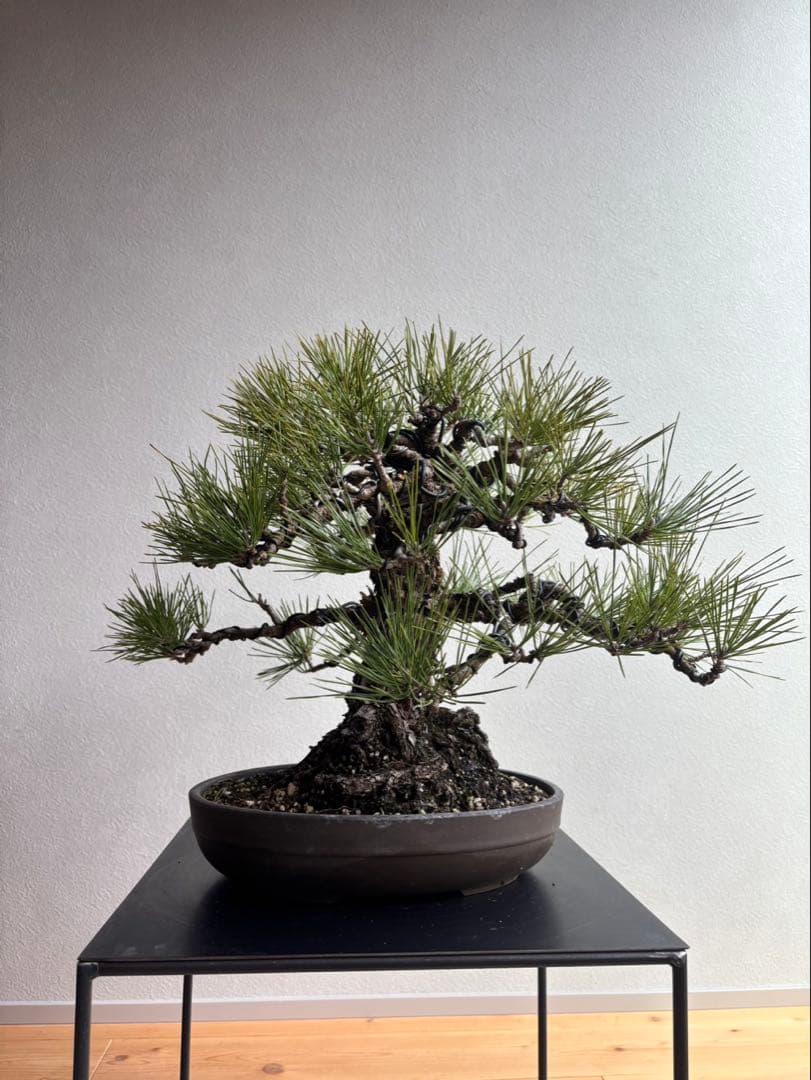 田*二様 黒松　盆栽　中品　激古　模様木　足元18㎝