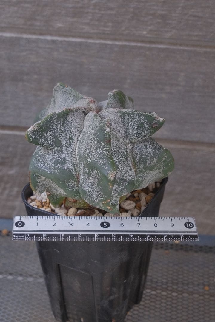アストロフィツム　ランポー　Astrophytum myriostigma