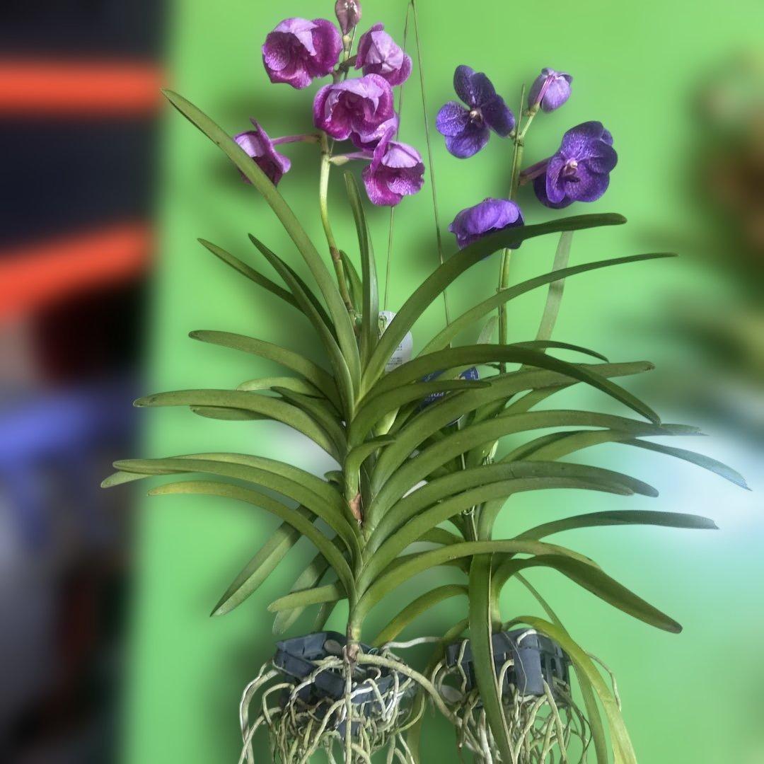 バンダ蘭　バンダ　2株