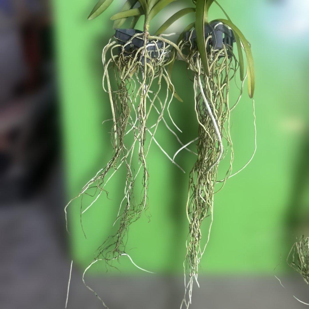 バンダ蘭　バンダ　2株