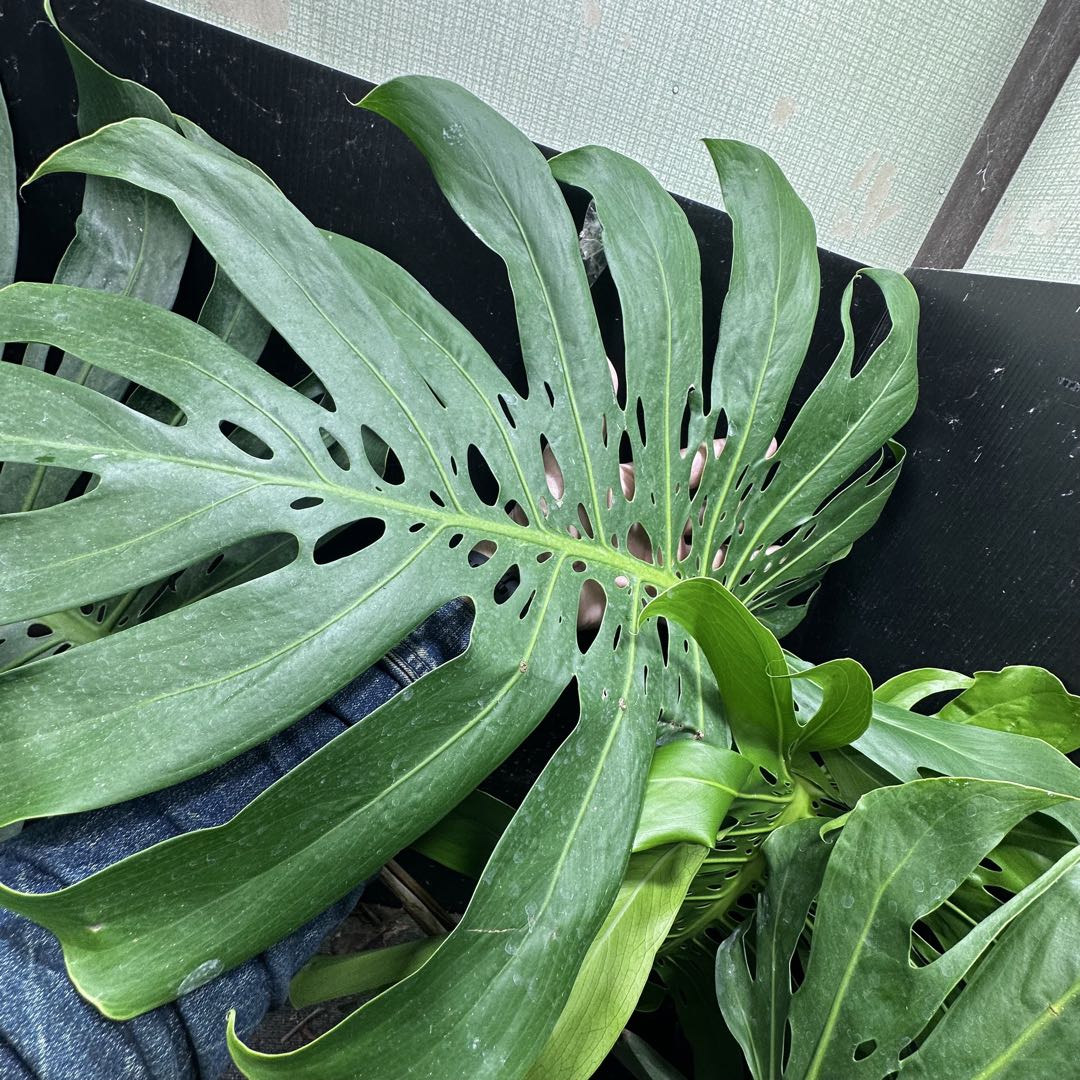 g*n様 モンステラデリシオーサマクロコズム超希少系統鉢植え105㎝