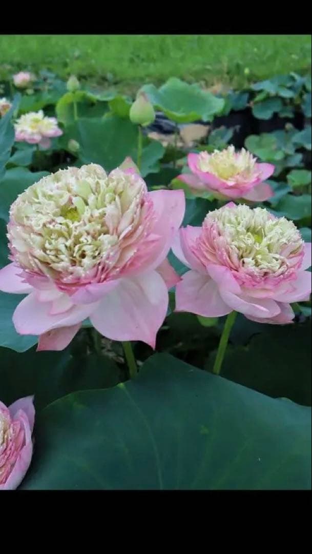 花蓮苗　蓮根. DP171