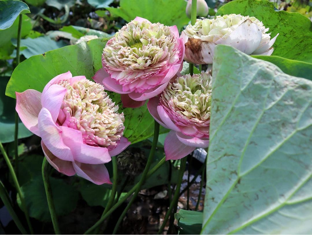 花蓮苗　蓮根. DP171