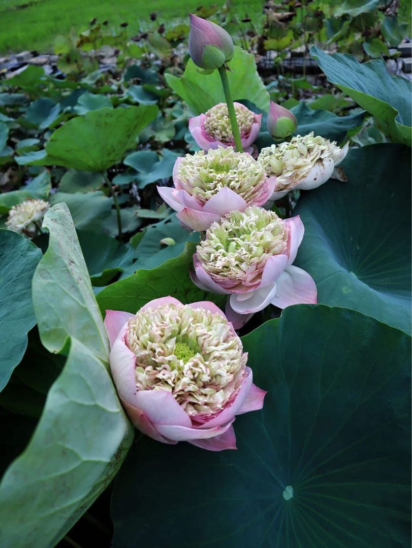 花蓮苗　蓮根. DP171