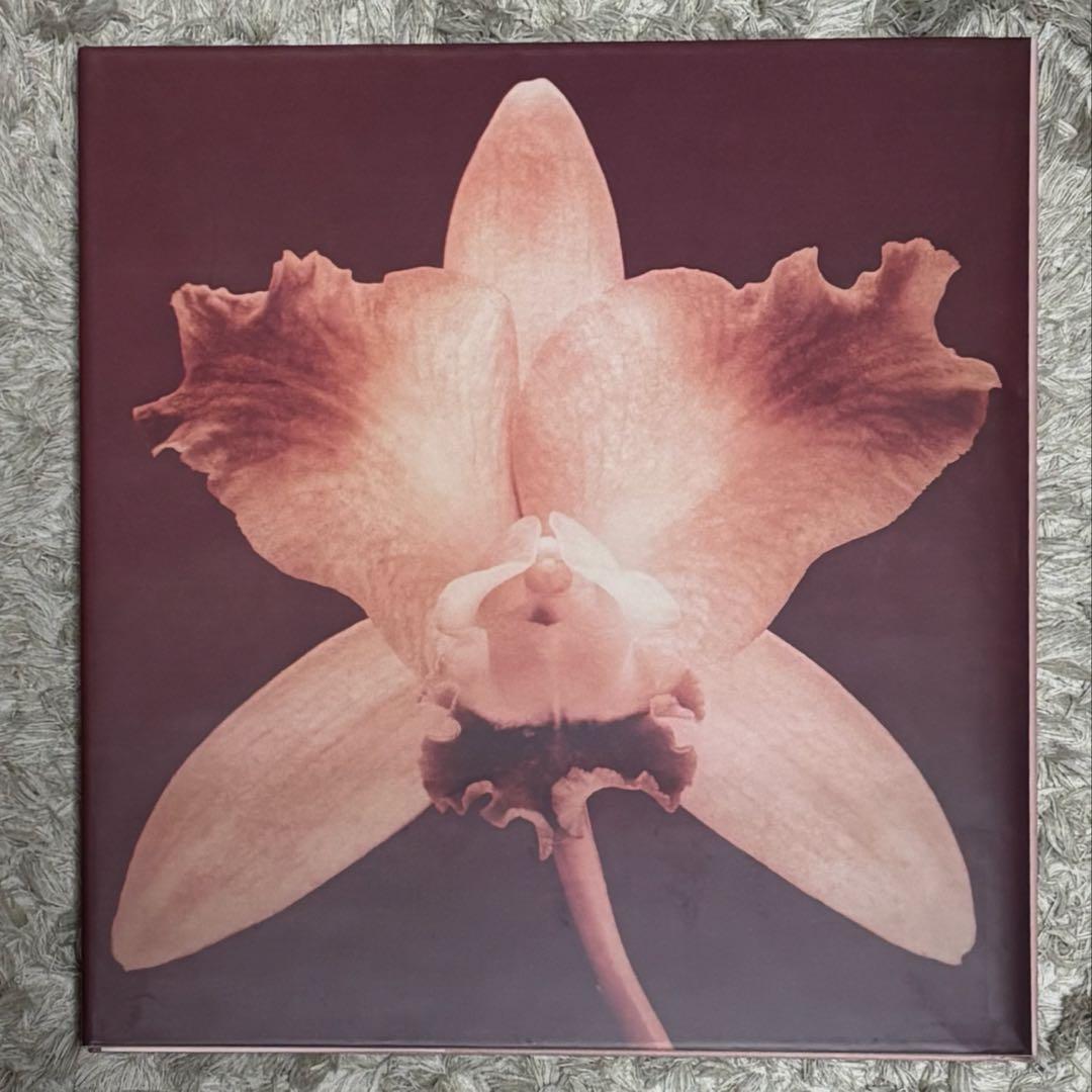 【希少】Pistils Robert Mapplethorpe 写真集