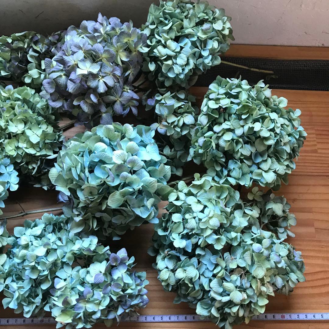 紫陽花ドライフラワー 平置き80cm×45cm E6