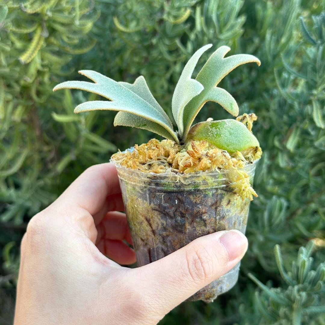 P. willinckii ’Jenny’ TC 230