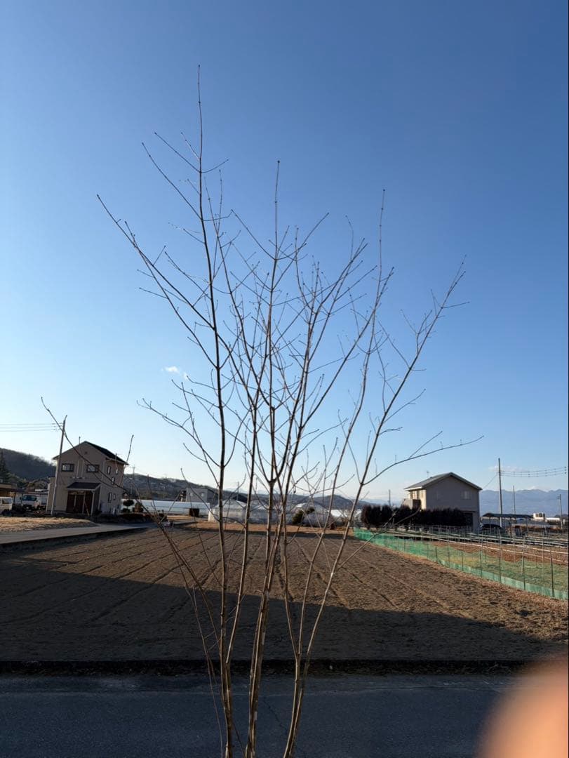 山採り アオダモ 株立ち 6本立ち 自然樹形