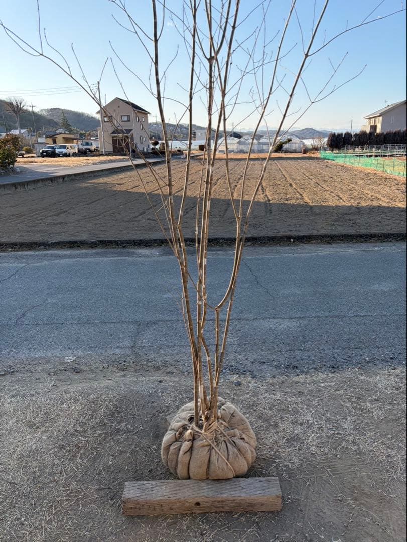 山採り アオダモ 株立ち 6本立ち 自然樹形