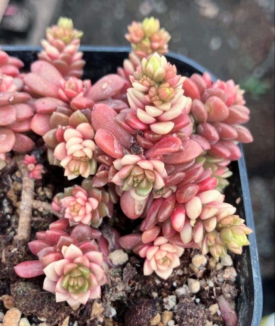 多肉植物　リトルジェム紅錦　抜き苗