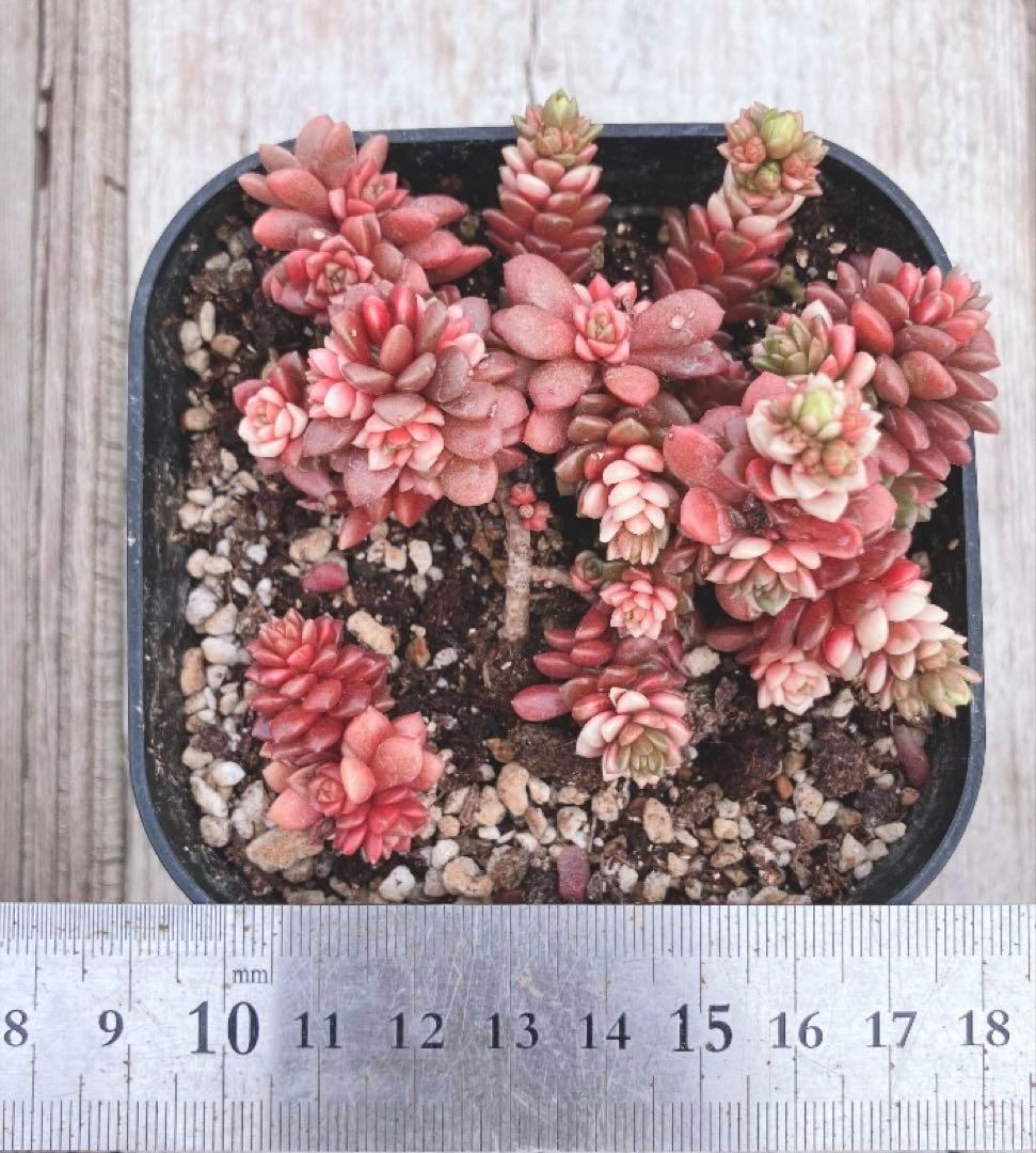 多肉植物　リトルジェム紅錦　抜き苗