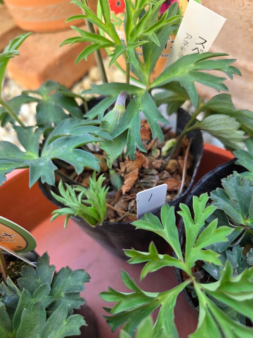 アネモネ パブニナ 2ポット スペシャルカラーセット 現品発送 Aセット