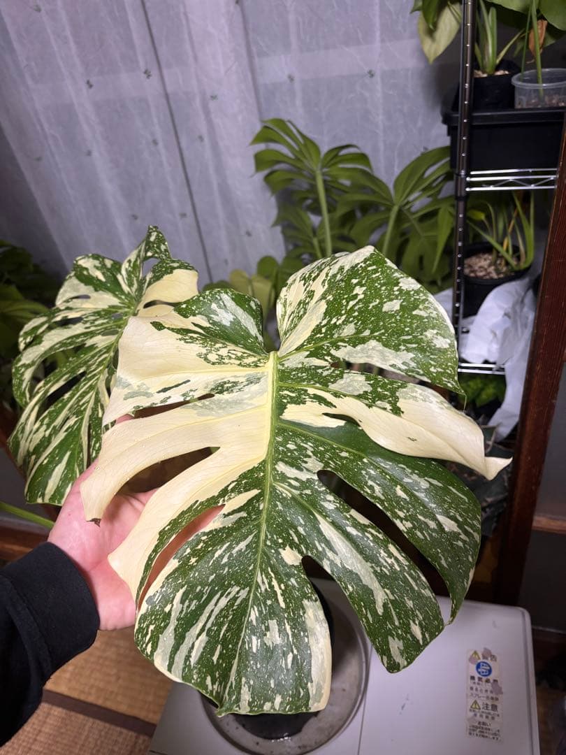 2/21写真追加モンステラ　クリームブリュレ大株トップカト　レガシー プラチナム