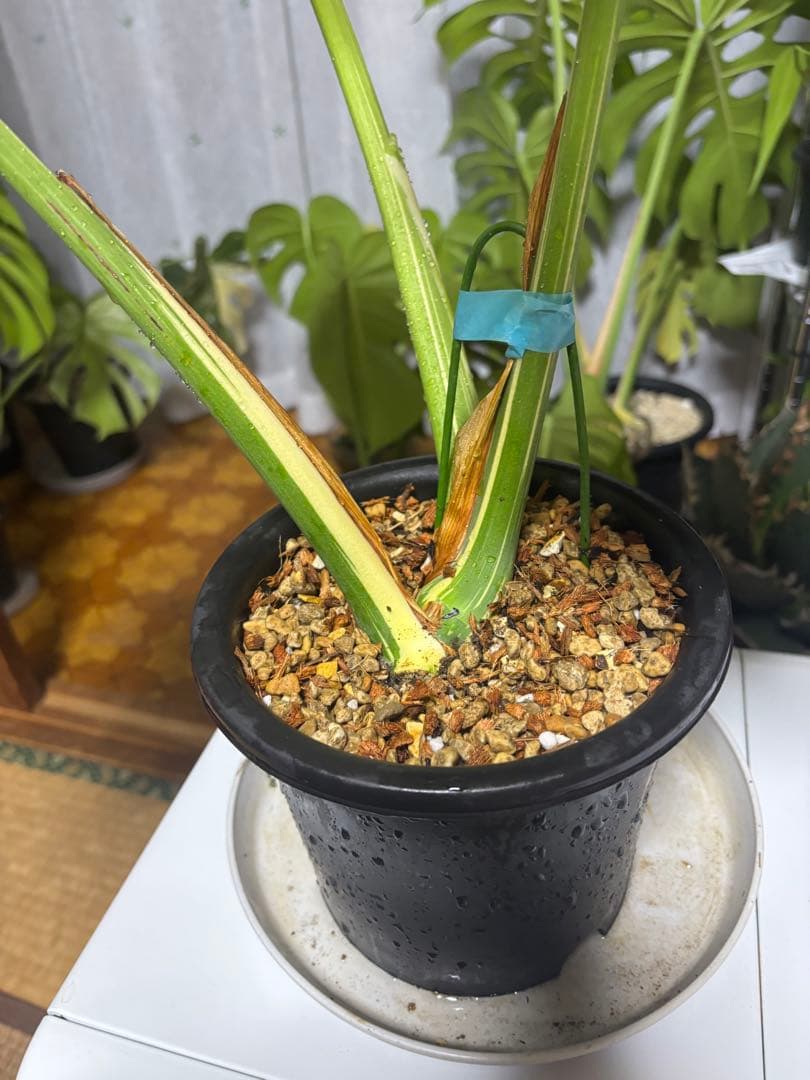 2/21写真追加モンステラ　クリームブリュレ大株トップカト　レガシー プラチナム