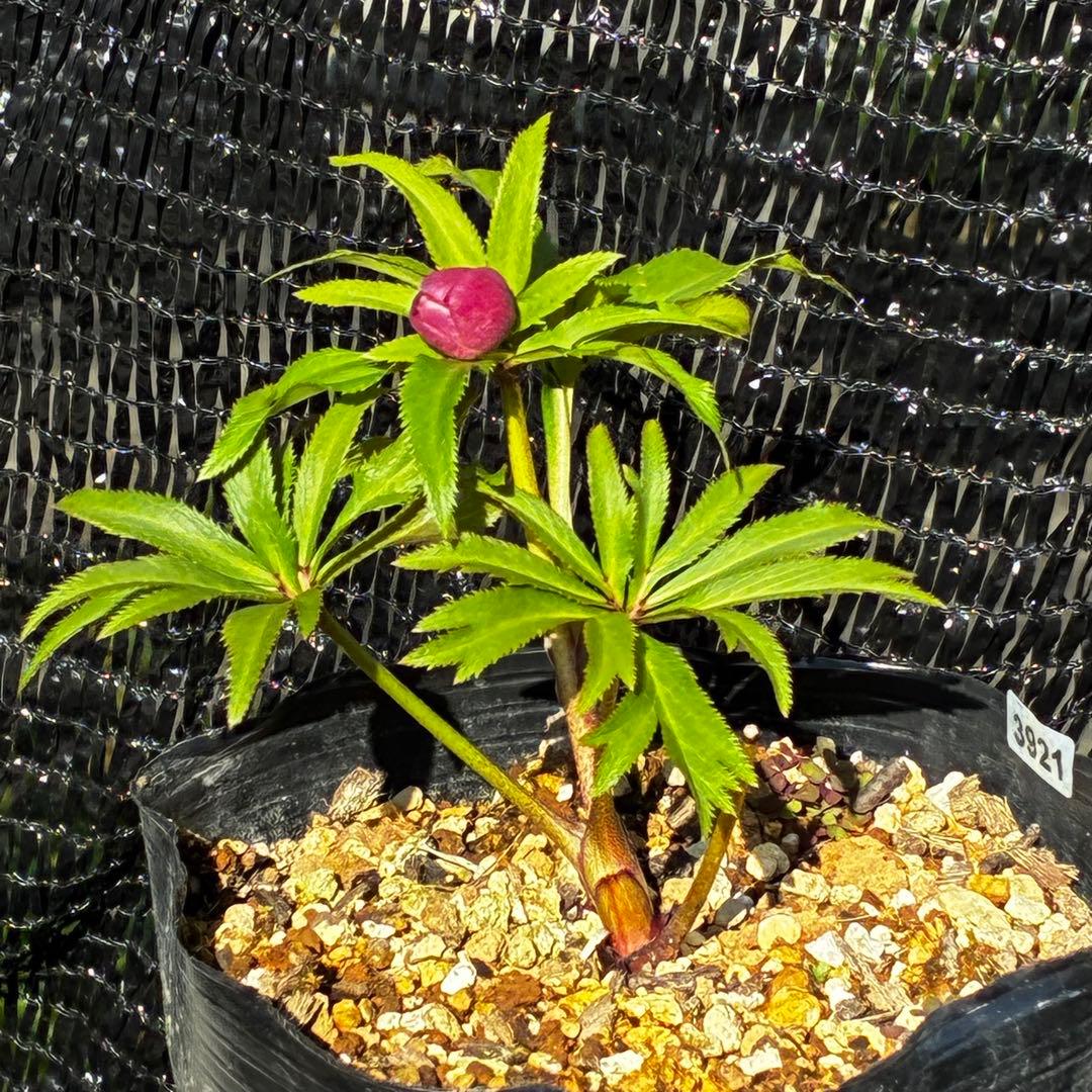 3921☘️1年間管理株☘️⭐️小輪⭐️透明感ピンク⭐️樋口さん⭐️