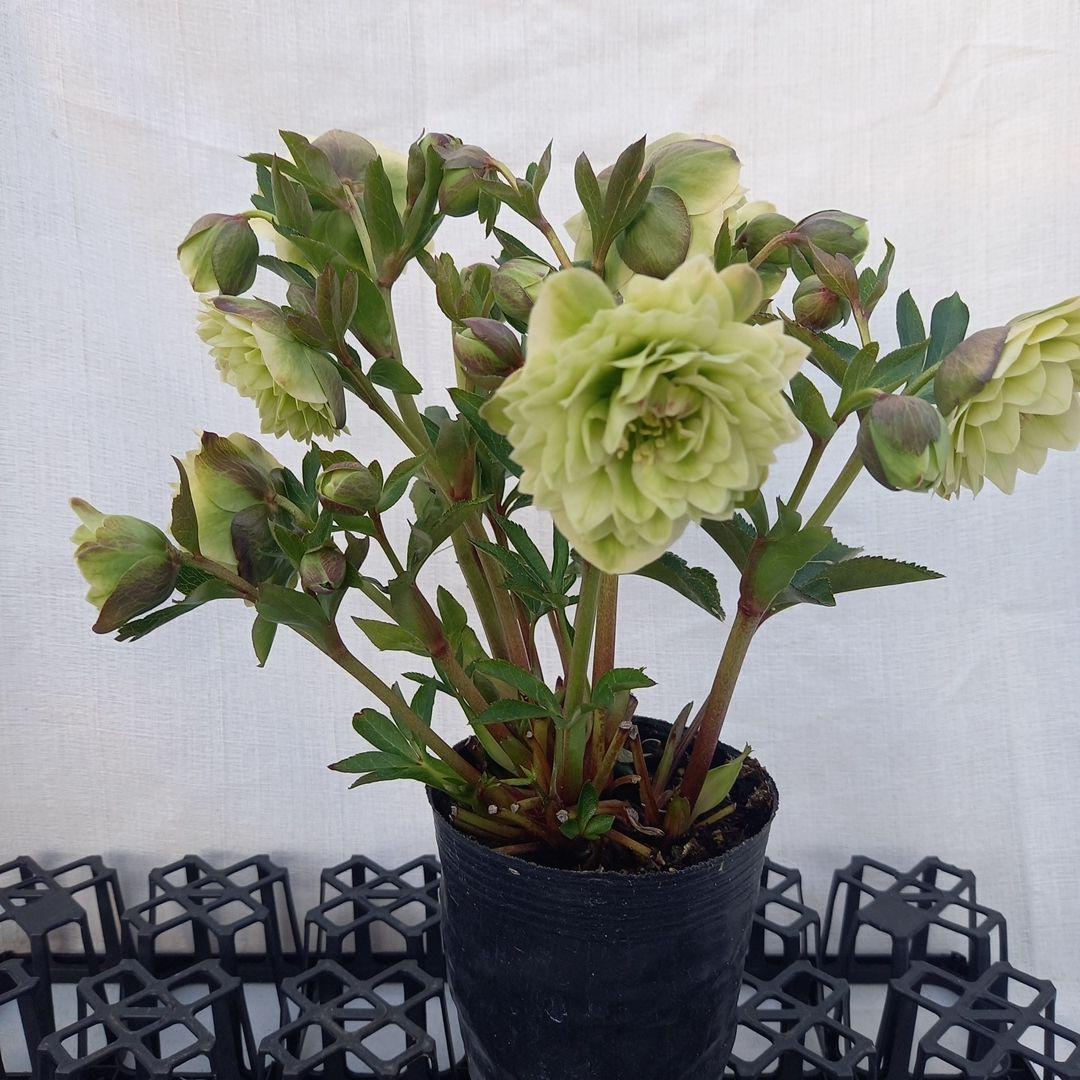 専用、グリーン系多弁⭐クリスマスローズ、苗、開花株