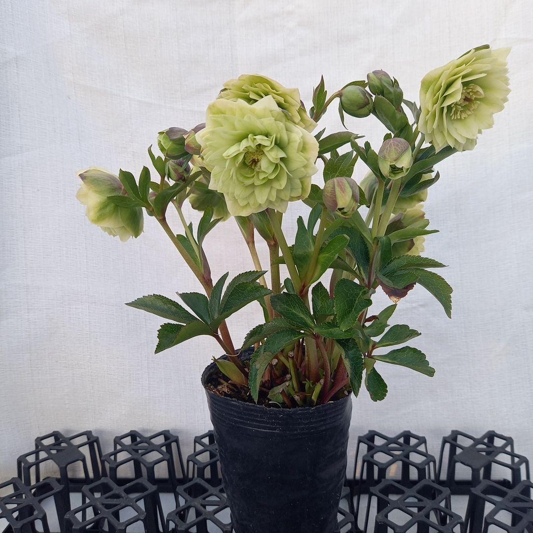 専用、グリーン系多弁⭐クリスマスローズ、苗、開花株