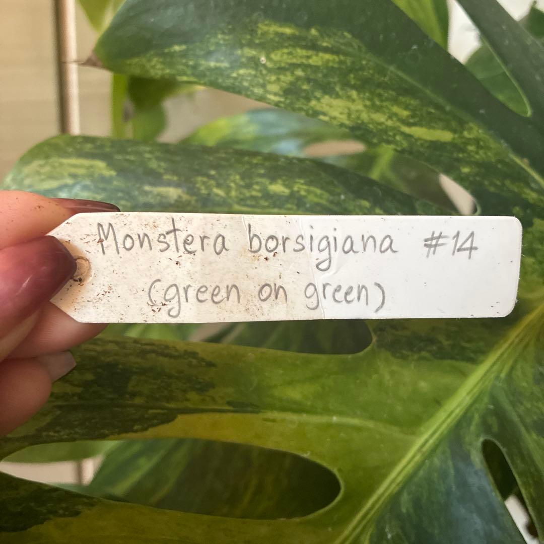 希少 果実 極上 実 斑入り 極美 モンステラ 極斑 グリーンオングリーン