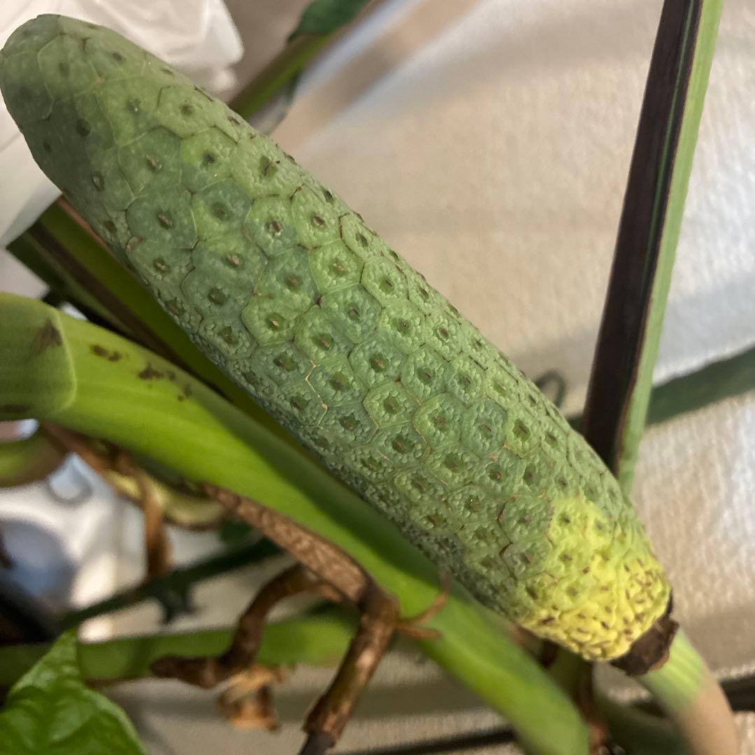 希少 果実 極上 実 斑入り 極美 モンステラ 極斑 グリーンオングリーン