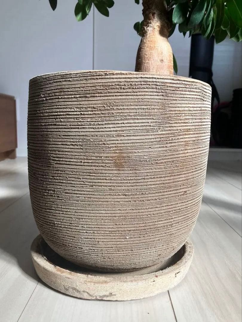 ガジュマル フィカス 観葉植物 おしゃれ鉢付き