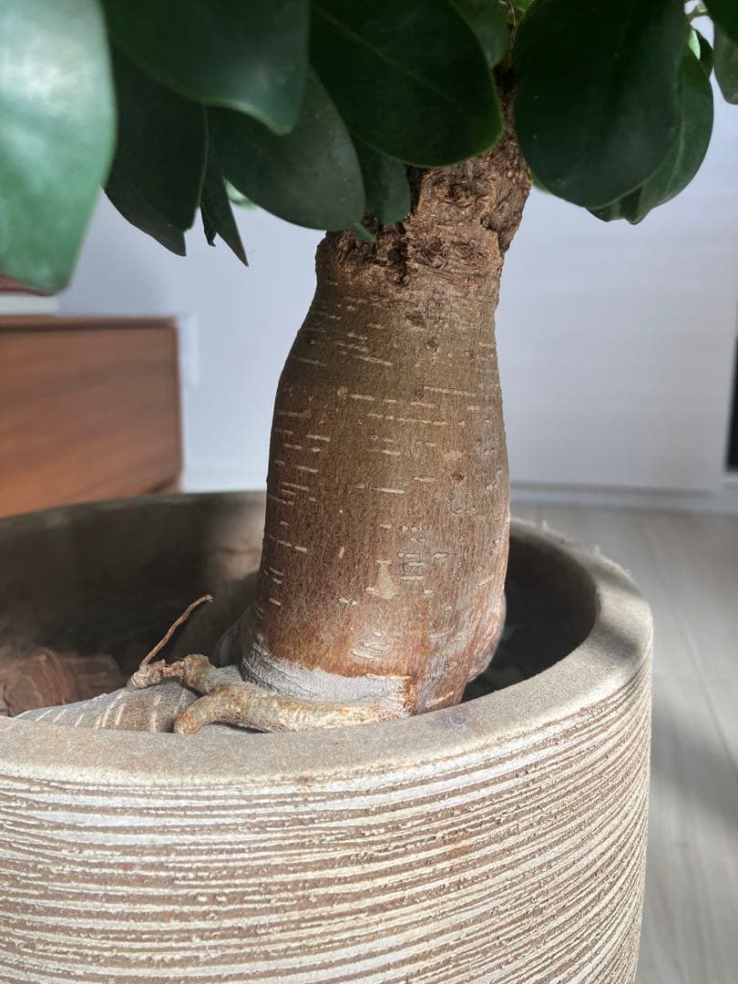 ガジュマル フィカス 観葉植物 おしゃれ鉢付き