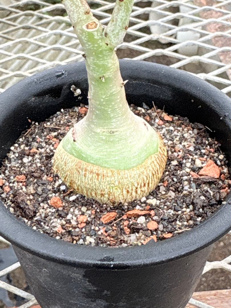 アデニア　グラウカ　国内実生　①