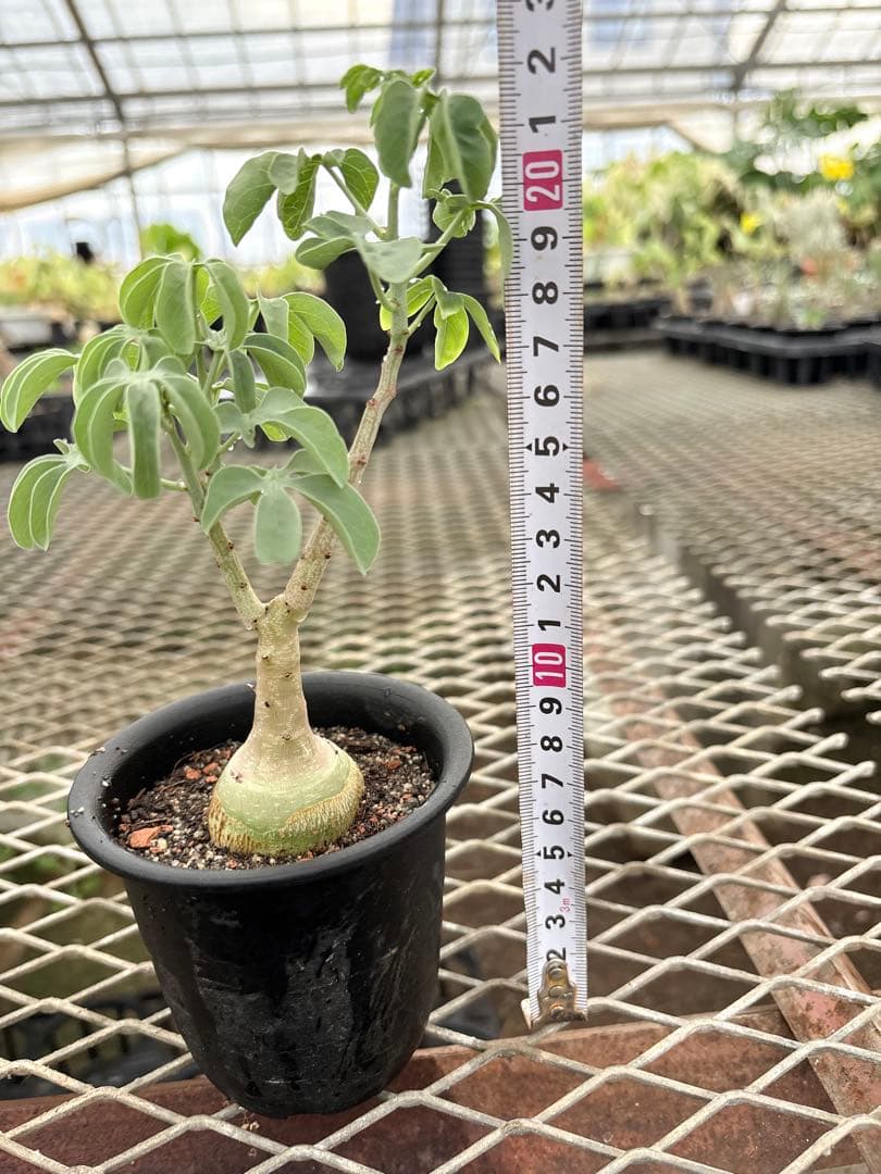 アデニア　グラウカ　国内実生　①