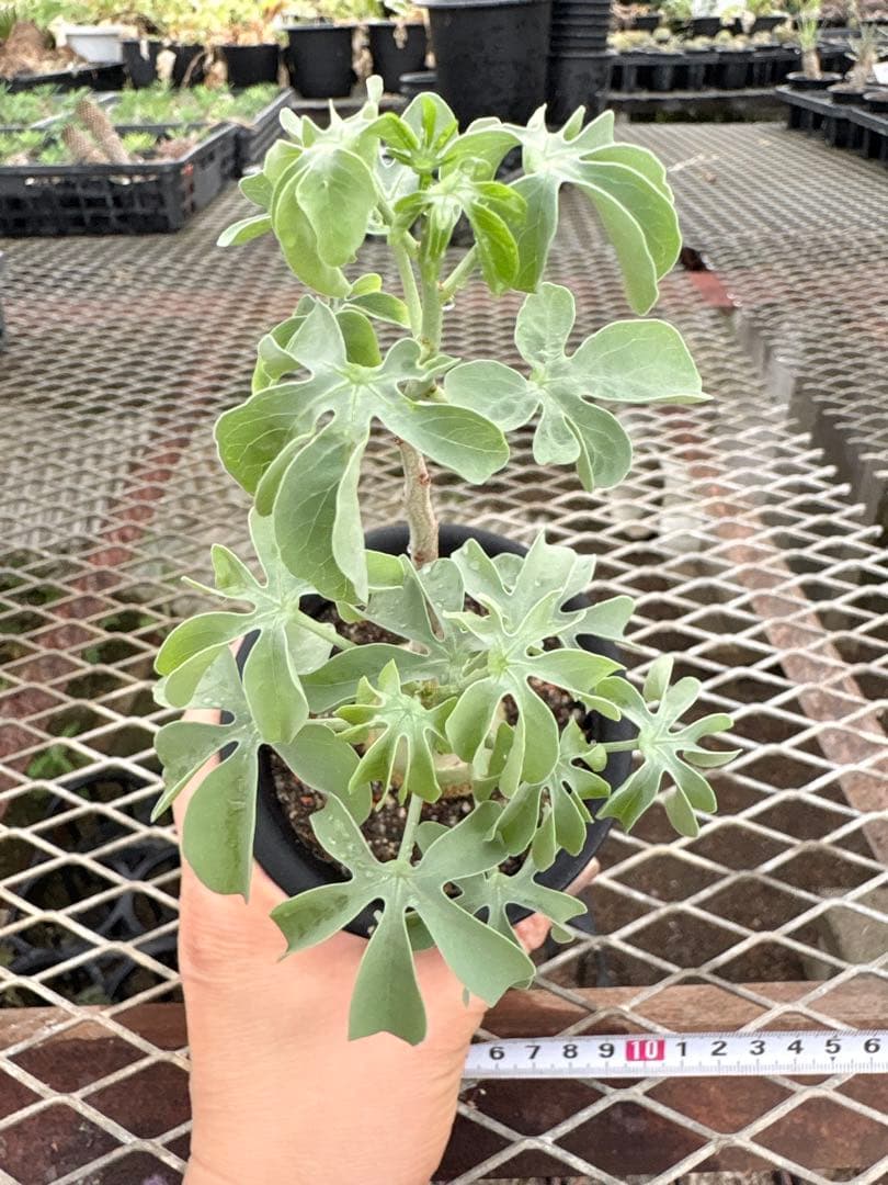 アデニア　グラウカ　国内実生　①